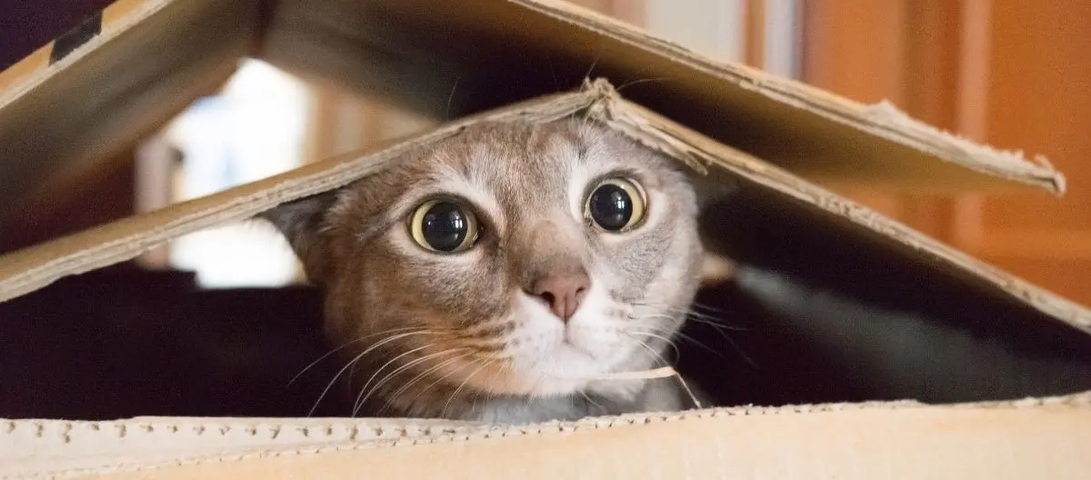 ¿Cómo cambiarse de casa con un gato? - AMC Bodegaje